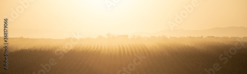 warm colors sunset in the lavender field