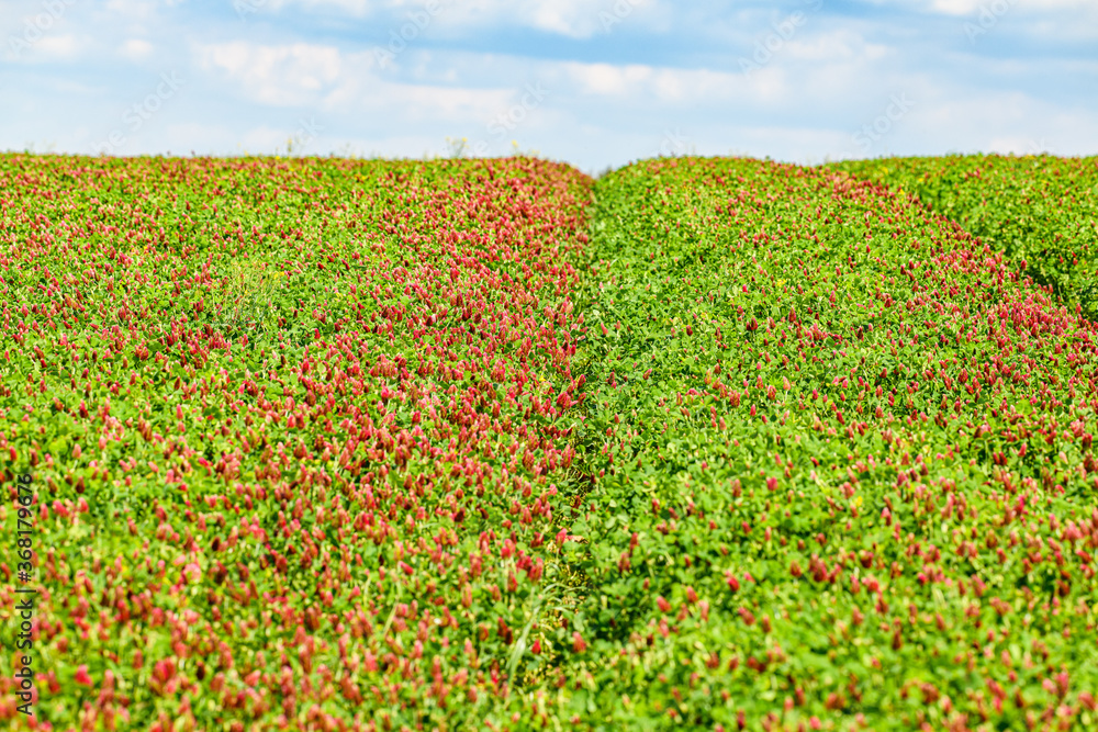 trail waves on red clover field to the horizon trail waves on red clover field to the horizon