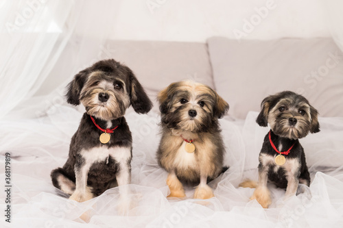 Three Bichon Lion dogs photographed in the studio