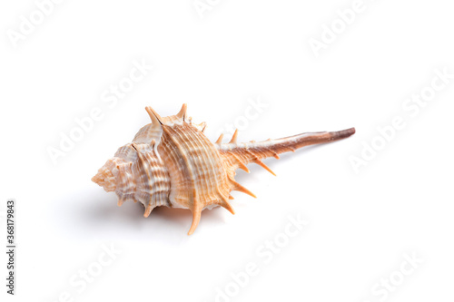 Isolated thorn conch seashel