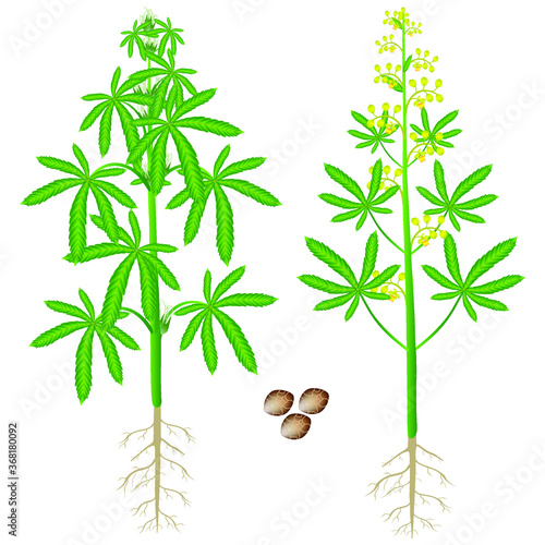 Female and male cannabis plant with seeds on a white background.