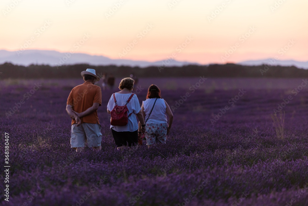 Family walking at sunset in the lavender fields of Brihuega, Spain.
