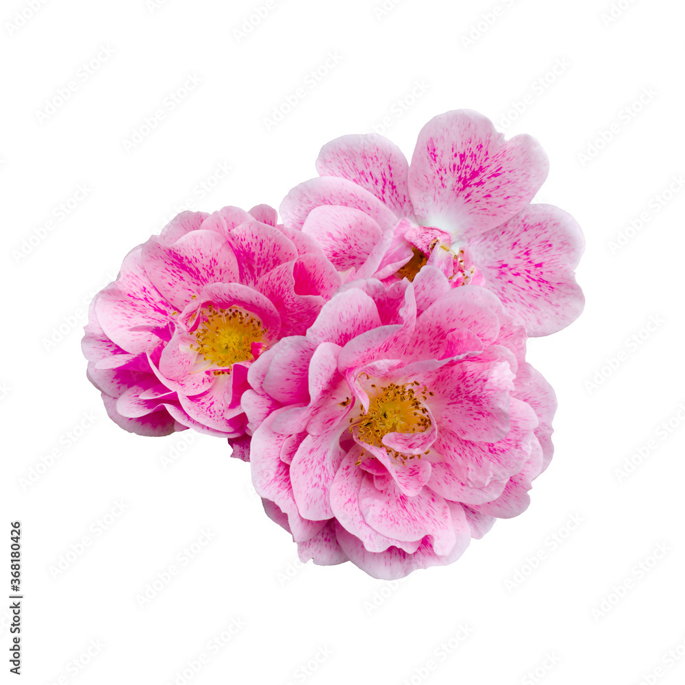 Pink rose flowers arrangement isolated on white background