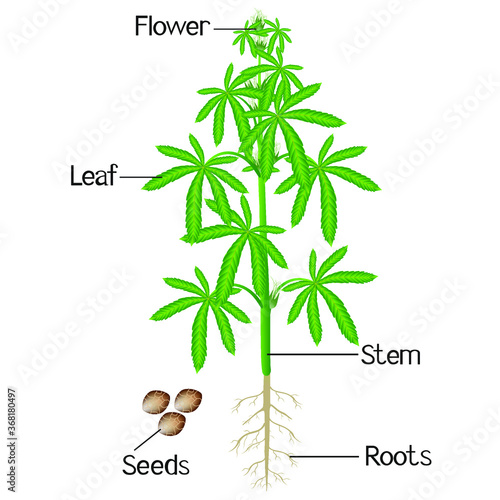 Parts of the female cannabis plant on a white background.
