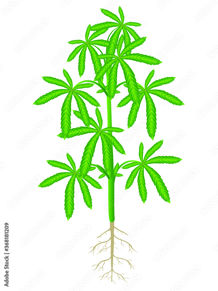 Obraz premium Cannabis plant with roots isolated on white background.