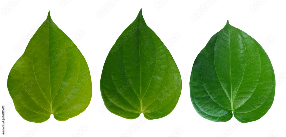 Betel leaves, Green  leaf isolated on white background with clipping path