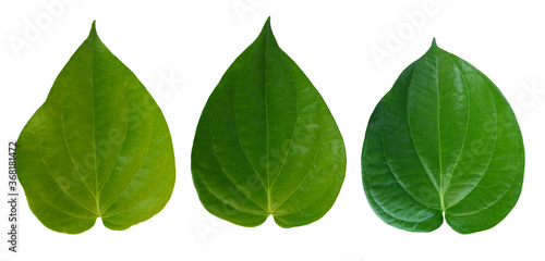 Betel leaves, Green  leaf isolated on white background with clipping path © worawit