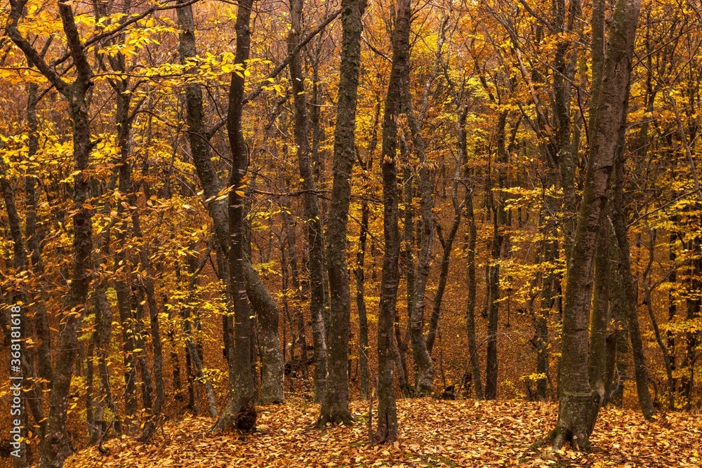 Fototapeta premium Forest in the fall