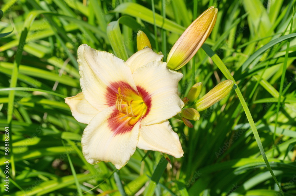 Fototapeta premium Blooming daylily (lat. Hemerocallis) close-up