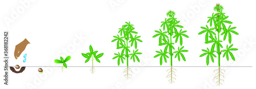 Cycle of growth of a plant of a cannabis isolated on a white background.