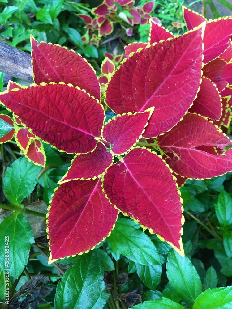 red and green leaves red and green leaves