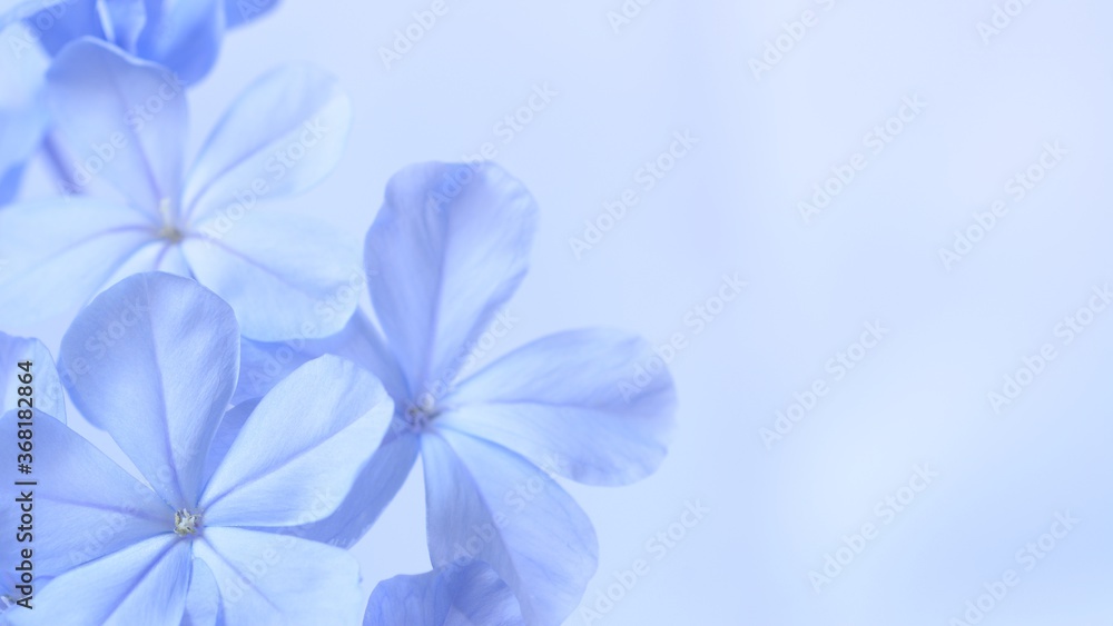 Fototapeta Cape leadwort or white plumbago flowers with natural blurred background.