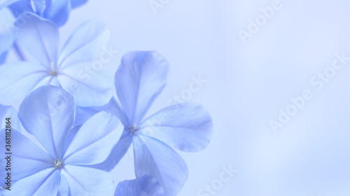 Cape leadwort or white plumbago flowers with natural blurred background. © Siwapot Narukietmont