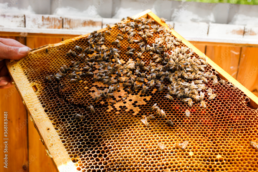 golden honeycombs with bees in the hands golden honeycombs with bees in the hands