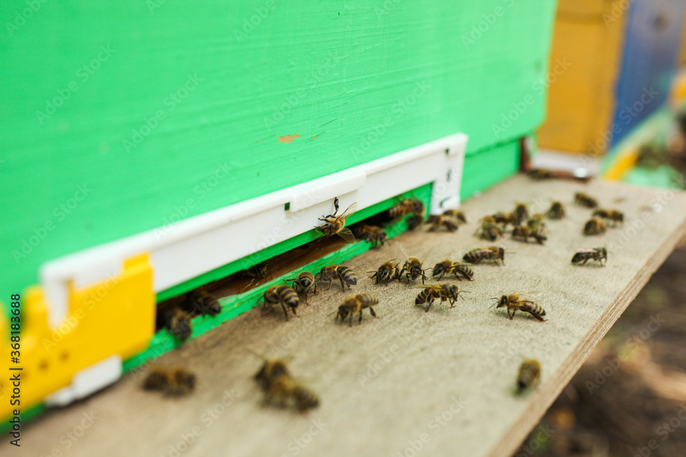 Bees fly into a wooden bee hive Bees fly into a wooden bee hive
