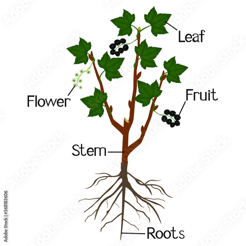An illustration showing parts of a black currant.