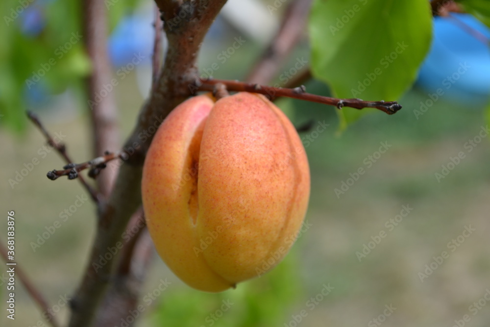Sweet apricot on a tree branch.
Sweet apricot on a tree branch.