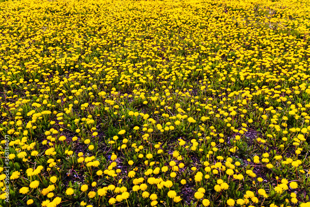 dandelion flowers bloom in the meadow dandelion flowers bloom in the meadow