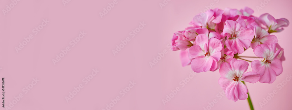 Inflorescence of pink geranium flowers close-up on a pink background. Banner Inflorescence of pink geranium flowers close-up on a pink background. Banner