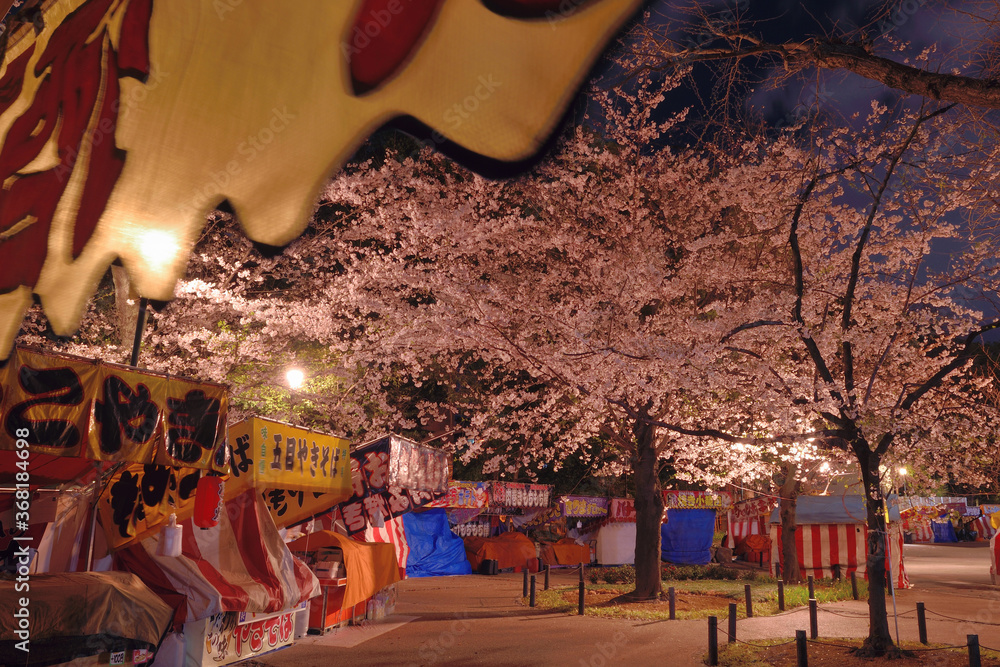 Fototapeta premium 靖国神社の桜