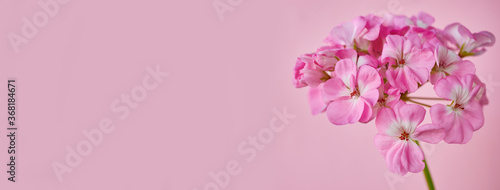 Photos Inflorescence of pink geranium flowers close-up on a pink background