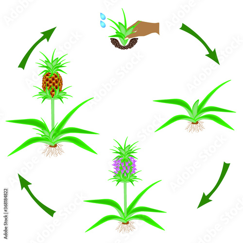 Life cycle of a pineapple plant on a white background.