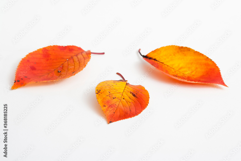 Fototapeta premium autumn maple leaf isolated on white background 