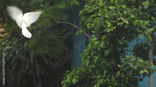 pigeon or Dove fly slow motion to the top photo