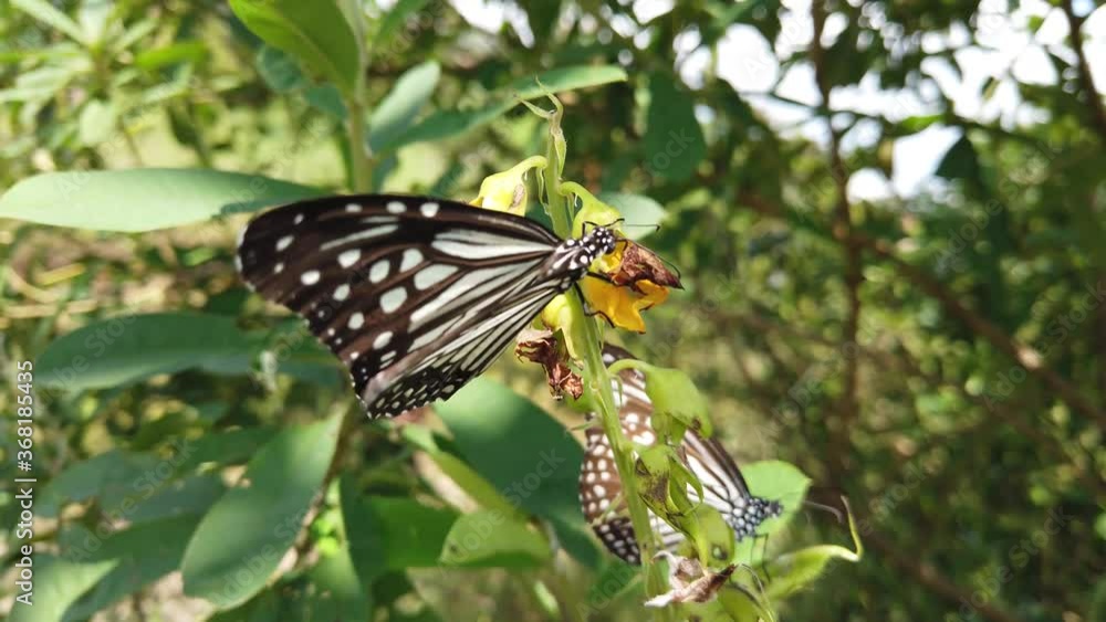 Monarch butterfly in its natural habitat during spring in India - white, orange, brown & black patterned - two butterflies slow motion Monarch butterfly in its natural habitat during spring in India - white, orange, brown & black patterned - two butterflies slow motion