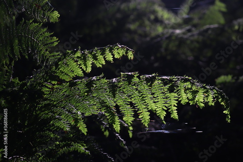 fern in the forest