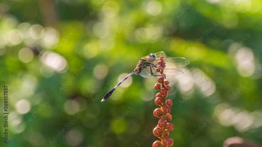 Fototapeta premium Dragonfly