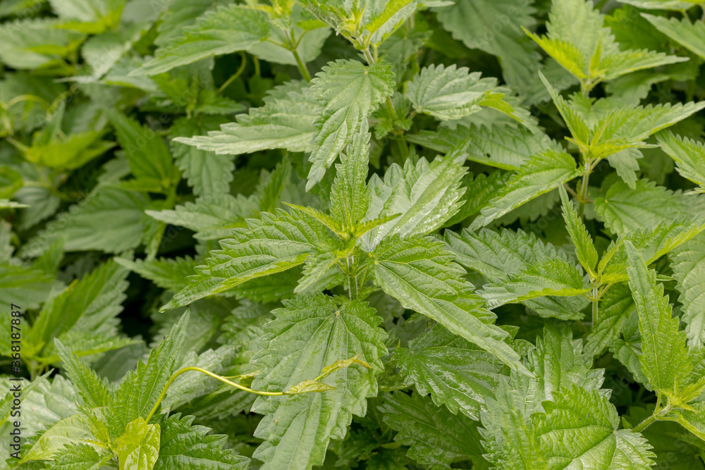 natural lighting of the frame. Wild, flower. The nettle is growing. Weed. Close-up. natural lighting of the frame. Wild, flower. The nettle is growing. Weed. Close-up.
