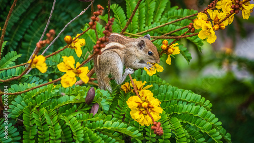 Asiatic Striped Squirrel