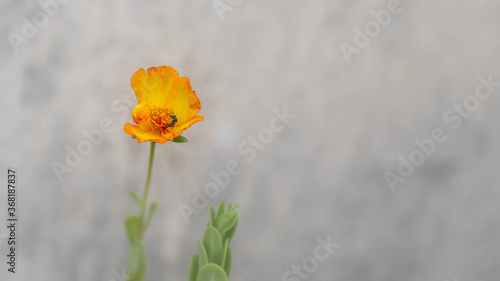 Purslane
