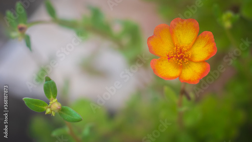 Bud & Blossom