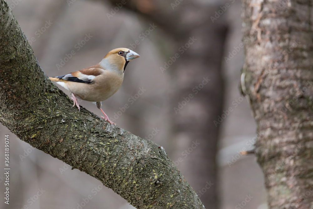 The beautiful Hawfinch in the woodland (Coccothraustes coccothraustes) 