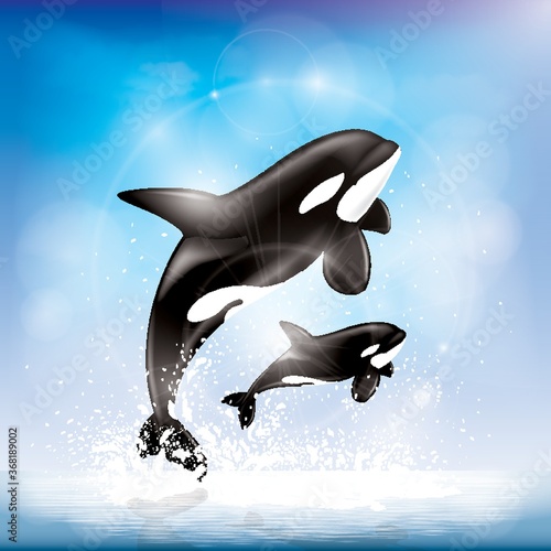 killer whale