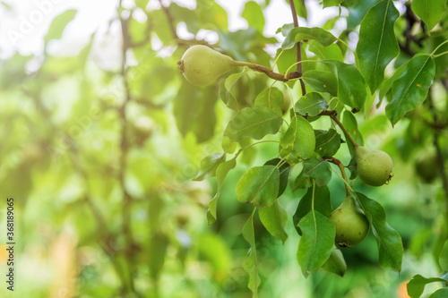 Pear tree branch with hanging fruits. Harvest time