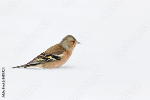 The Chaffinch looking for food in the snow (Fringilla coelebs)