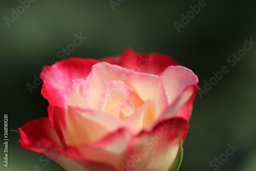 赤い花びらの縁がとてもかわいいバラの花 A rose flower with a cute color gradation.