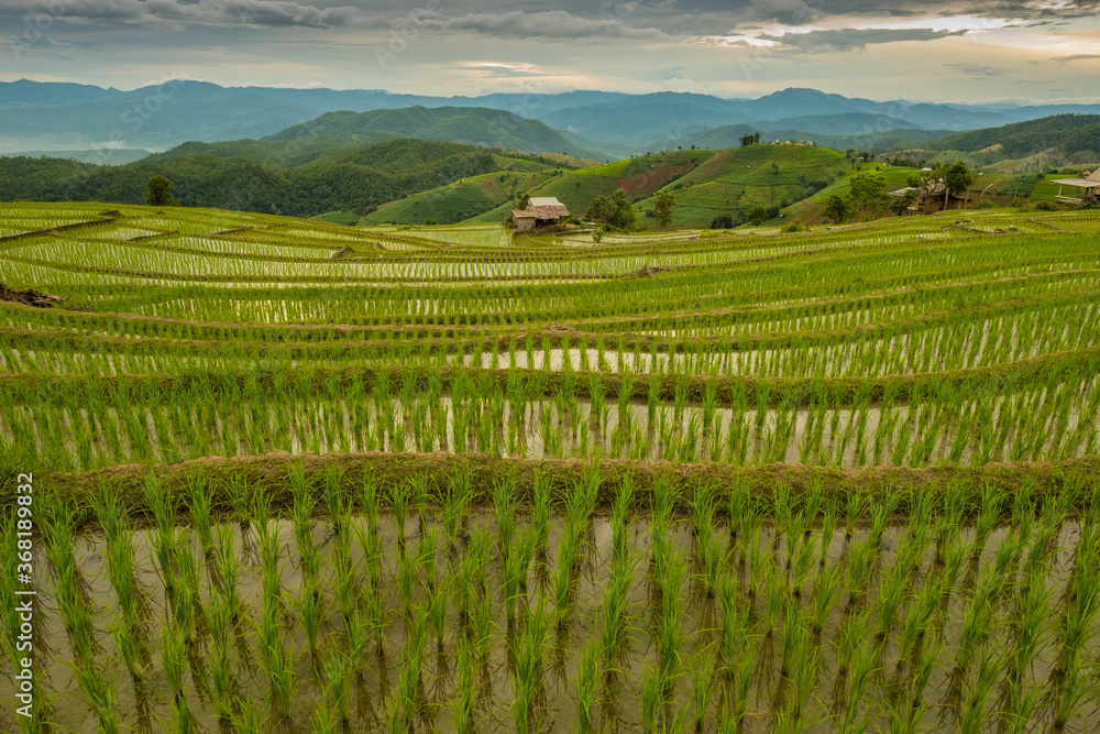 Fototapeta premium Pa Bong Piang Rice Terraces, Chiang Mai, Thailand, 21 July 2020. 