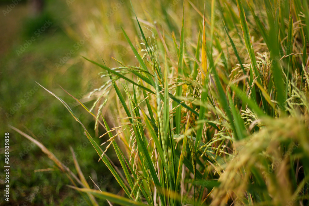 Close-up of yellow rice plants ready for harvest. Close-up of yellow rice plants ready for harvest.