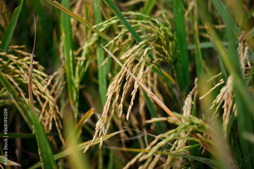 Close-up of yellow rice plants ready for harvest. Close-up of yellow rice plants ready for harvest.