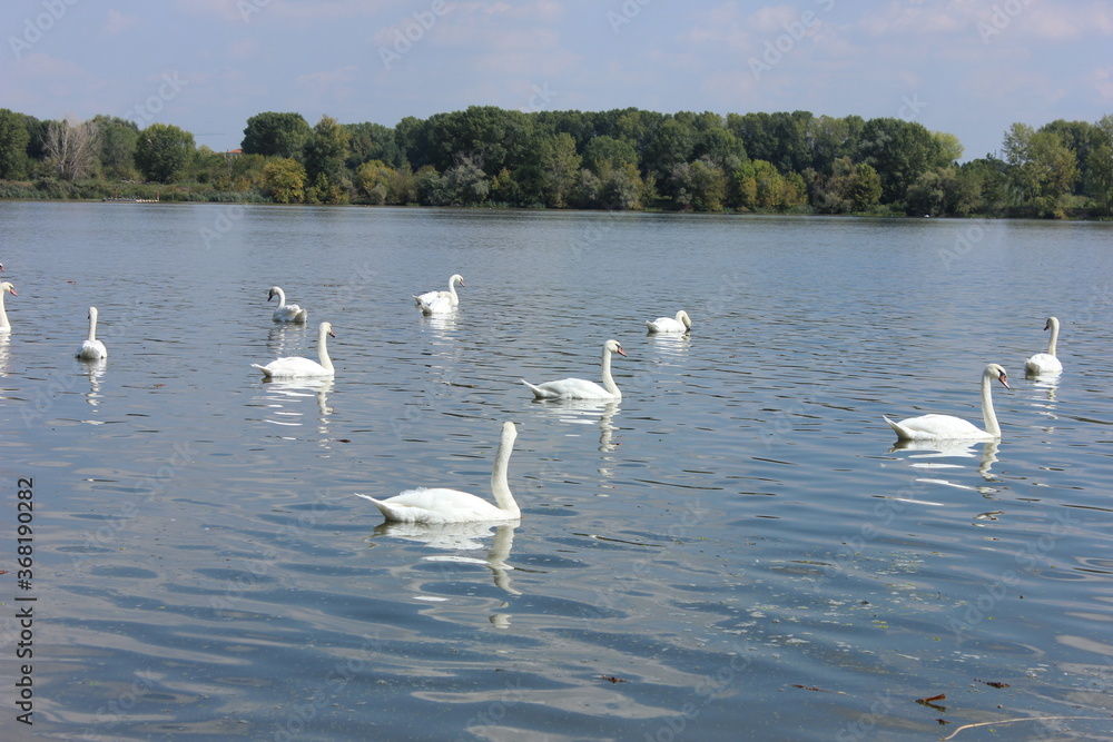 white  swans on the lake