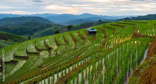 Pa Bong Piang Rice Terraces  Chiang Mai  Thailand  21 July 2020. 