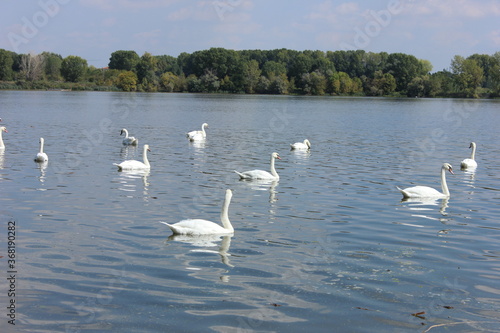 white  swans on the lake
