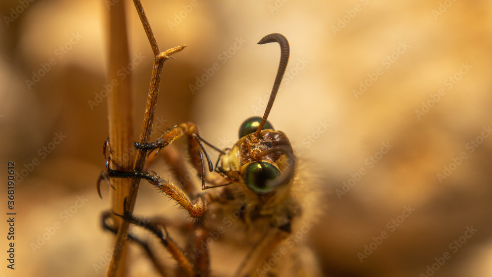 Fototapeta premium incredibly beautiful butterfly with transparent wings, summer