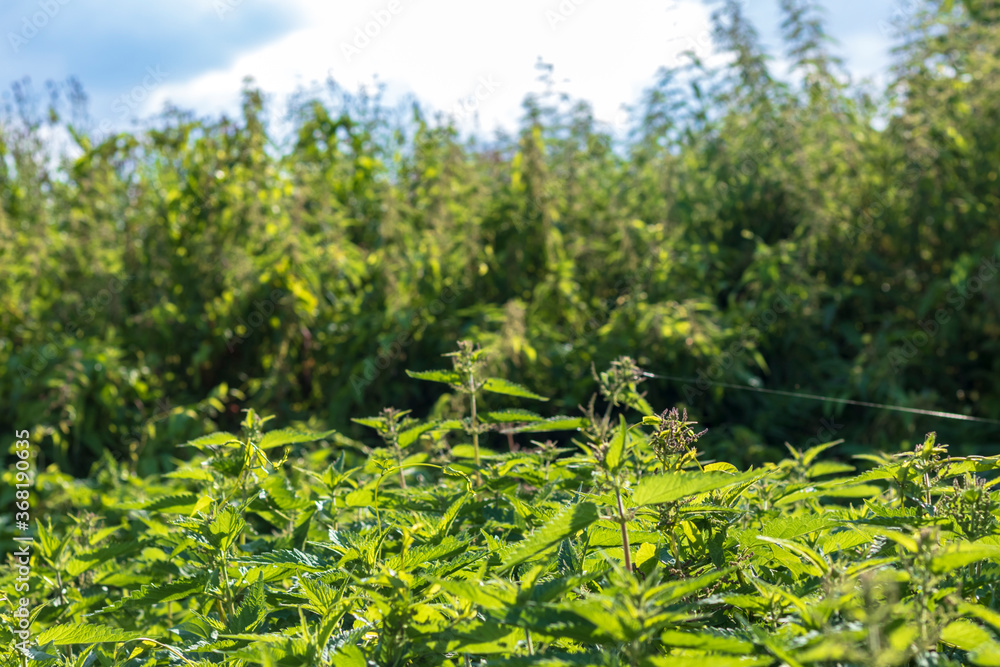 Fototapeta premium natural lighting of the frame. Wild, flower. The nettle is growing. Weed. Close-up.