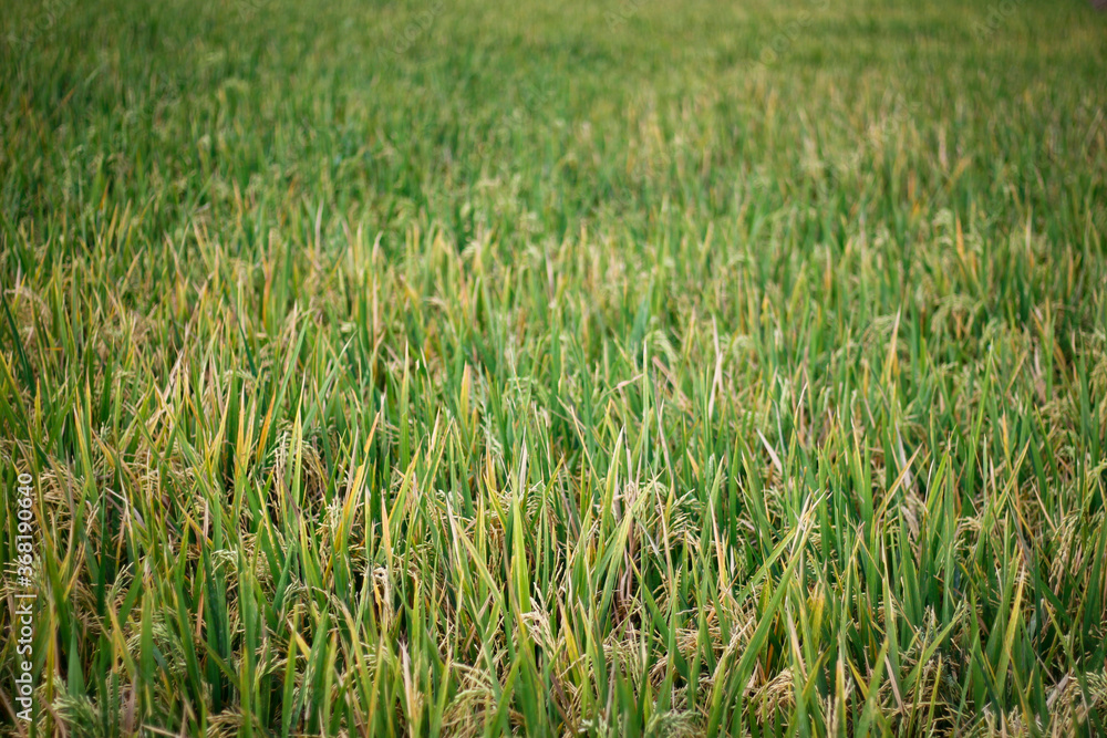 Obraz premium rice plant agriculture field. rice field at harvest time and panicle stage.