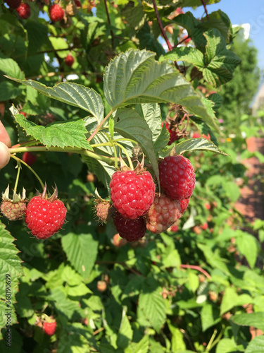 A sprig of bright red raspberries